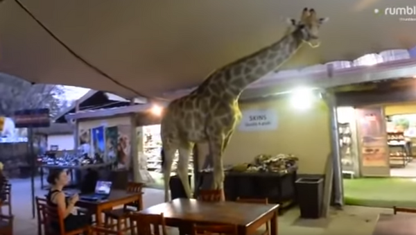 Patrons Rubberneck as Giraffe Saunters Through South African Restaurant - Sputnik International