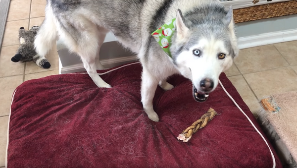 ‘No Toys Outside’: Husky Throws Hissy Fit, Tries to Convince Owner - Sputnik International