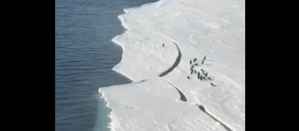 Penguin Makes Leap Of Faith To Safety - Sputnik International
