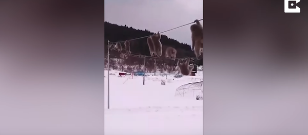 No Monkeying Around: Macaques Get Around Using Telephone Lines - Sputnik International