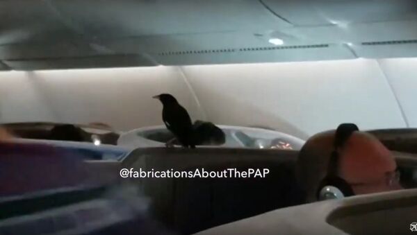 A bird flew on board business class of Singapore Airlines A380 #SQ322 to London - Sputnik International