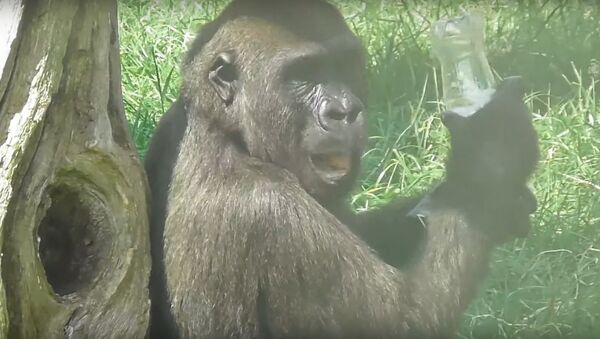 Gorilla tries to figure out how to drink from bottle - Sputnik International