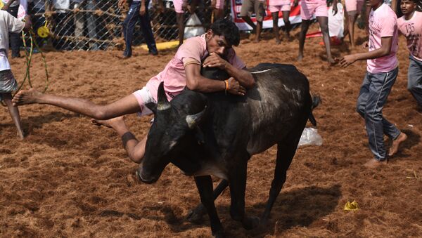 In this photograph taken on January 15, 2018, Indian participants try to control a bull during the annual 'Jallikattu' bulltaming festival in the village of Palamedu on the outskirts of Madurai - Sputnik International