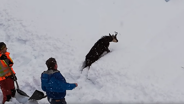 Lucky Kid! Austria Railway Workers Rescue Goat Stuck in Snowdrift - Sputnik International