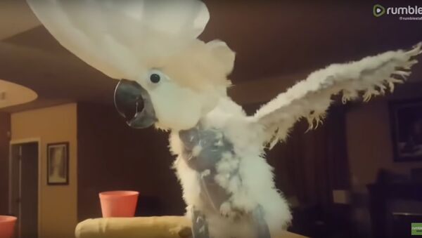 Cockatoo throws a tantrum after being denied a donut - Sputnik International