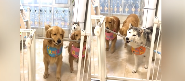 Golden Retrievers and Husky Face Off in Pole Puzzle Golden Retrievers and Husky Face Off in Pole Puzzle - Sputnik International