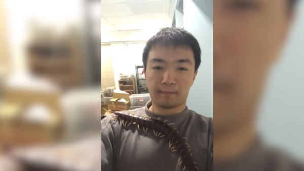 Taiwanese biology student Neil Cheng Le, 26, who lets his giant venomous centipede crawl over his body - Sputnik International