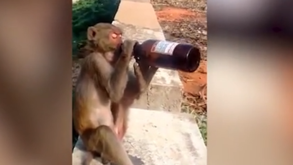 Monkey Drinks Free Booze - Sputnik International