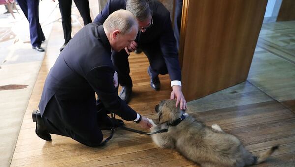 Presidents Putin and Vucic admire Pasha, a Yugoslavian Shepherd Dog, which the Serbian president gifted his Russian counterpart during his official visit on Thursday, January 17, 2019. - Sputnik International