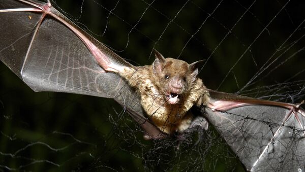 A vampire bat is caught in a net in Aracy, in the northeast Amazon state of Para, Brazil, on Thursday, Dec. 1, 2005. The bat is being studied for research by assistants at the Goeldi Museum Research Institute of Belem. - Sputnik International