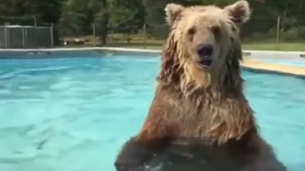 Bear - Sputnik International