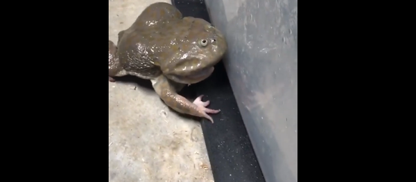 A Screaming Frog A Screaming Frog - Sputnik International