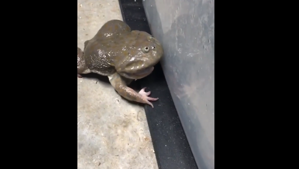 A Screaming Frog - Sputnik International