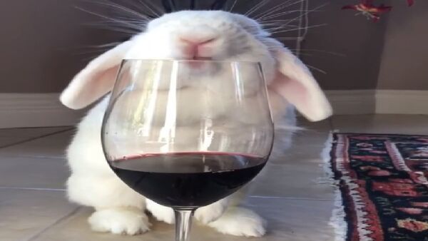 Bunny wine - Sputnik International