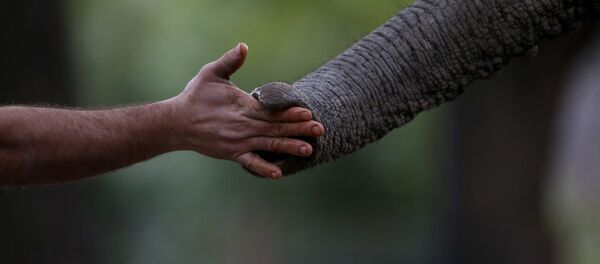 elephant meets human elephant meets human - Sputnik International