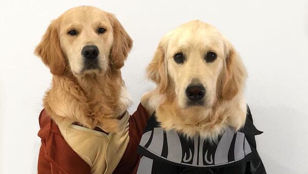May the Dog Force Be With You: Golden Retrievers Pose for Photos - Sputnik International