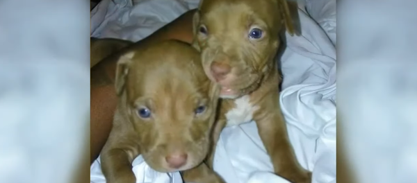 US Capital Police Hunt ‘Armed & Dangerous’ Suspect After Two Puppies Stolen US Capital Police Hunt ‘Armed & Dangerous’ Suspect After Two Puppies Stolen - Sputnik International