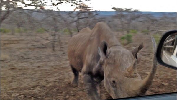 Rhino Charges and Hits Car! - Sputnik International