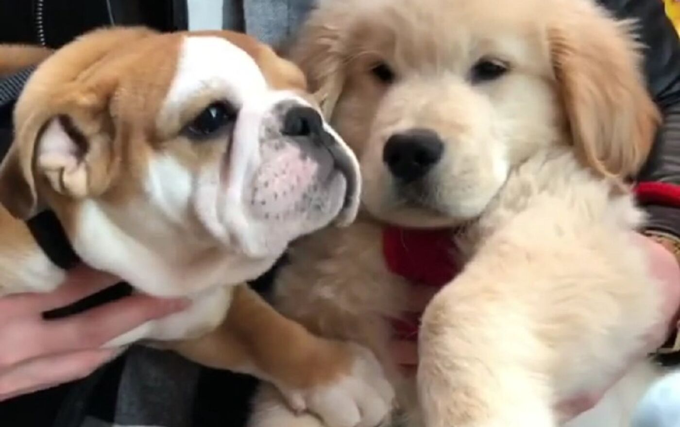 Golden store bulldog puppies