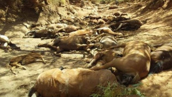 Horses die in Australia due to heat wave - Sputnik International