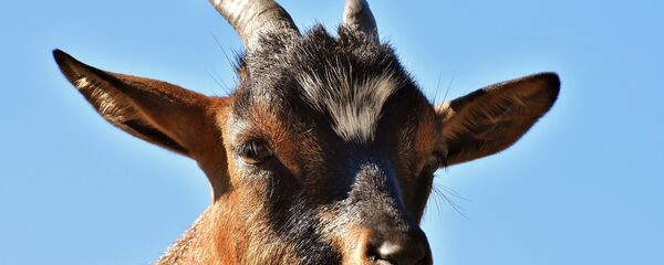 Goat  - Sputnik International