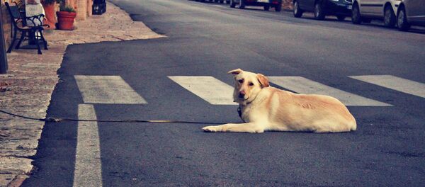 Dog Dog - Sputnik International