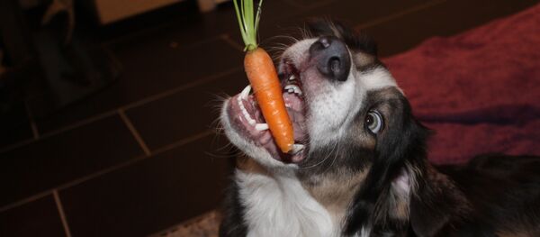 Сarrots-dog Сarrots-dog - Sputnik International