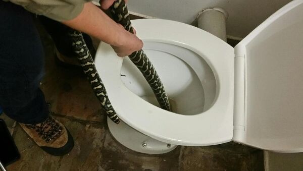 Australian woman bitten by snake in toilet - Sputnik International