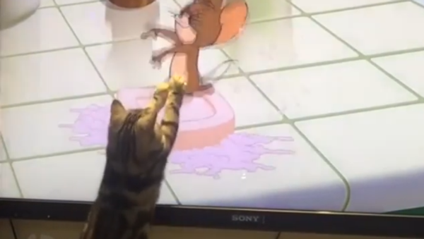 Cat Catches a Mouse - Sputnik International