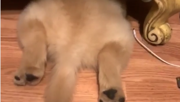 Golden Retriever is Hiding - Sputnik International