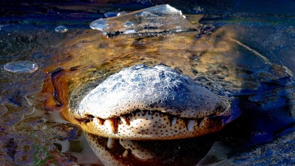 ‘Semi-Shutdown’: US Alligators Go Dormant, Turn Snouts Up in Frozen Swamp - Sputnik International