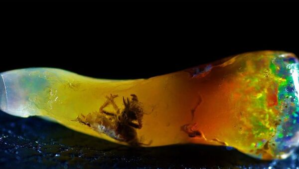 Ancient Insect Found Preserved Inside Opal - Sputnik International