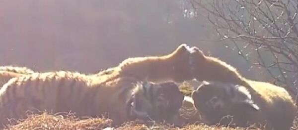 Tiger cubs Tiger cubs - Sputnik International