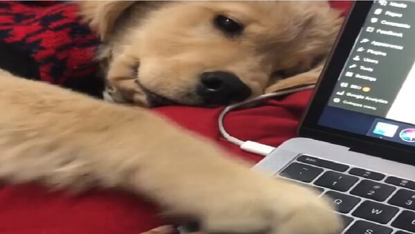 Golden Retriever computer - Sputnik International