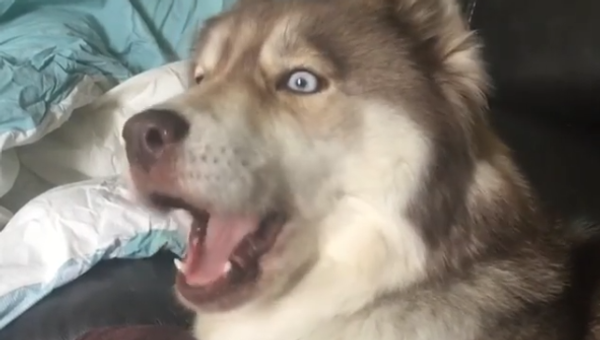 Husky - Sputnik International