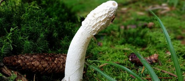 Mushroom Mushroom - Sputnik International