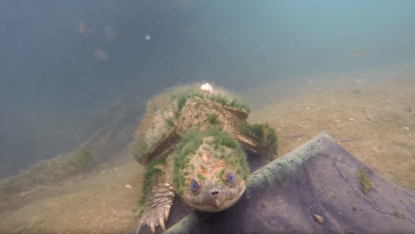 Elderly, Algae-Covered Snapping Turtle Greets Conservation Crew - Sputnik International