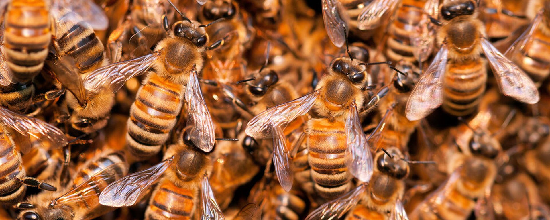 Honey Bee Swarm - Sputnik International, 1920, 11.11.2021