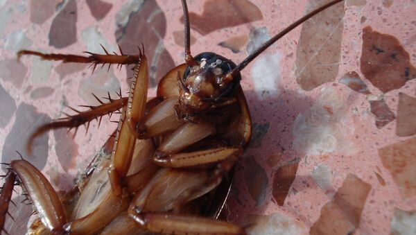 Dead cockroach, turned upside-down - Sputnik International