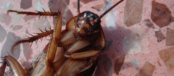 Dead cockroach, turned upside-down - Sputnik International