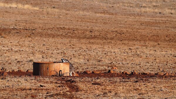 A kangaroo drinks from a water tank located west of the town of Gunnedah - Sputnik International