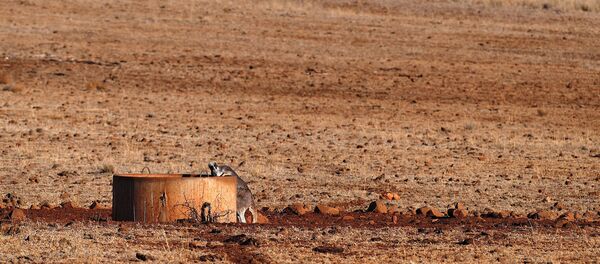 A kangaroo drinks from a water tank located west of the town of Gunnedah A kangaroo drinks from a water tank located west of the town of Gunnedah - Sputnik International