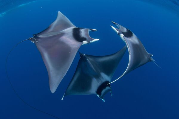 Japan's Devil Rays Captured for the Shot Devil Ray Ballet Win 7th Annual Ocean Art Underwater Photo Contest - Sputnik International