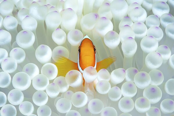 Clownfish Captured for the Shot Nemo That Won Honorary Award at 7th Annual Ocean Art Underwater Photo Contest - Sputnik International