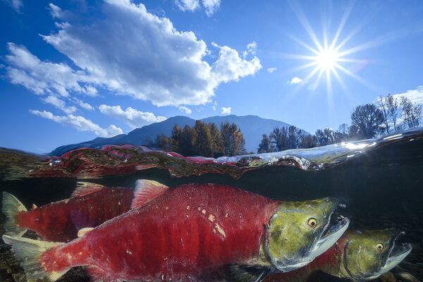Sockeye Salmon Captured for the Shot  Pacific Red Sockeye That Won Honorary Award in Wide-Angle Category  at 7th Annual Ocean Art Underwater Photo Contest - Sputnik International