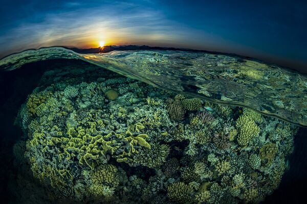 Gordon Reef Pictured for Sunsplit Shot That Won Second prize in Reefscapes Category at 7th Annual Ocean Art Underwater Photo Contest - Sputnik International