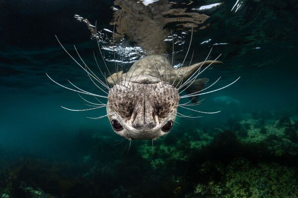 Grey Seal Face Won First prize in Cold Water Category at 7th Annual Ocean Art Underwater Photo Contest - Sputnik International