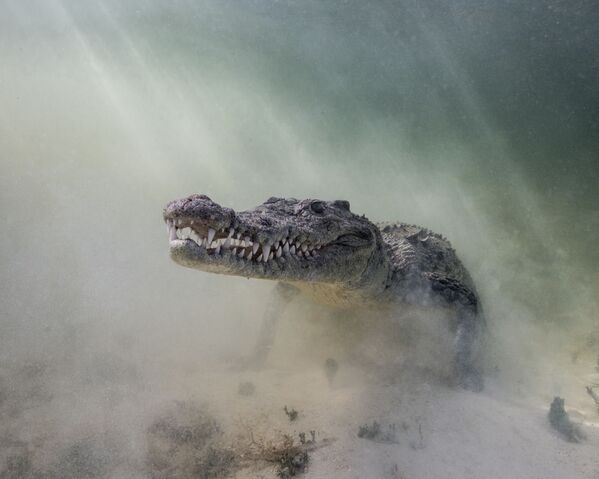 Croc in the Mist Shot Won Story of the Shot Category at 7th Annual Ocean Art Underwater Photo Contest - Sputnik International