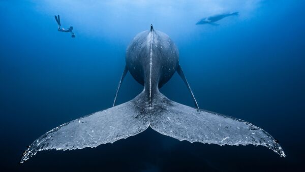 Cамка горбатого кита со своим детенышем в районе побережья деревни Сен-Жиль на снимке Atlantic Spotted Dolphins - победившем в категории Wide Angle конкурса 7th Annual Ocean Art Underwater Photo Contest - Sputnik International