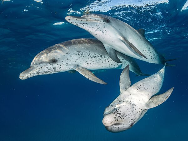 Atlantic Spotted Dolphins Won in Bluewater Travel Category at 7th Annual Ocean Art Underwater Photo Contest - Sputnik International